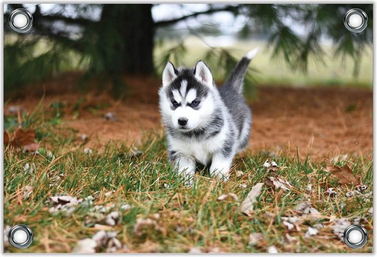 Tuinposter –Husky Pup bij Boom-40x30  Foto op Tuinposter (wanddecoratie voor buiten en binnen)