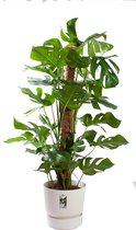 Kamerplant van Botanicly – Gatenplant in witte ELHO plastic pot als set – Hoogte: 120 cm – Monstera Deliciosa