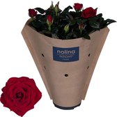 Bloem van Botanicly – Rosa Patio Hit – Hoogte: 36 cm