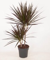 Kamerplant van Botanicly – Drakenboom – Hoogte: 80 cm – Dracaena Marginata Magenta