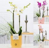 Orchideeën van Botanicly – 3 × Vlinder orchidee in witte keramische pot als set – Hoogte: 45 cm, 1 tak – Phalaenopsis multiflora