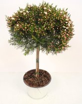 Bloem van Botanicly – Chamelaucium uncinatum Snowflake – Hoogte: 50 cm