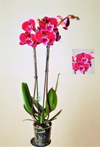 Orchidee van Botanicly – Vlinder orchidee – Hoogte: 65 cm, 1 tak – Phalaenopsis Big Lip