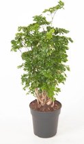 Kamerplant van Botanicly – Polyscias – Hoogte: 80 cm – Polyscias Roble