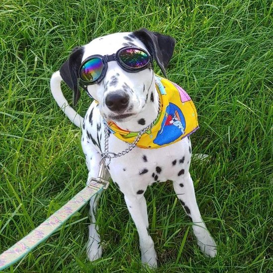 Hondenbril - Zonnebril hond - Honden zonnebril - Blauw - UV werend
