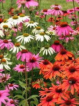 Zonnehoed / Echinacea purpurea - bloeit donker roze/rood van juli t/m oktober - vaste plant - potmaat Ø17cm