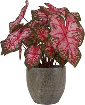 XL Caladium Carolyn Whorton met pot Emmy Brown ↕70cm - Kamerplant