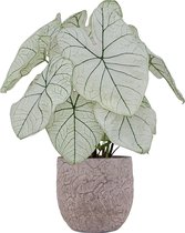 XL Caladium Candidum SR met pot Evi Vintage Pink ↕65cm - Kamerplant