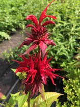6 x Monarda 'Cambridge Scarlet' - Bergamotplant - P9 Pot (9 x 9cm) - Dima Vaste Planten