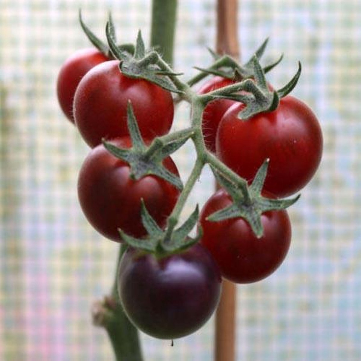 Tomaten zaden - Cherrytomaat Dancing with Smurfs