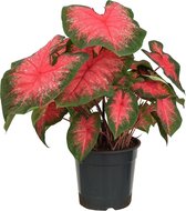 XL Caladium Classic Pink zonder pot ↕ 70cm  - Kamerplant