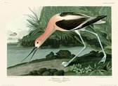 Poster - John James Audubon American Avocet - 40 X 30 Cm - Multicolor