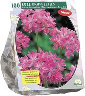Plantenwinkel Allium Oreophilum bloembollen per 100 stuks