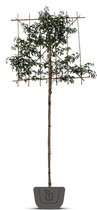 Portugese laurier als leiboom | Prunus lusitanica Angustifolia | Stamomtrek: 8-10 cm | Stamhoogte: 120 cm | Rek: 120 cm