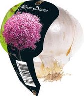 Allium Paars (Organza met etiket)