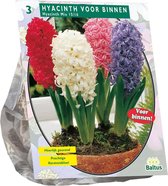 Plantenwinkel Hyacinth Prep. Mix bloembollen per 3 stuks
