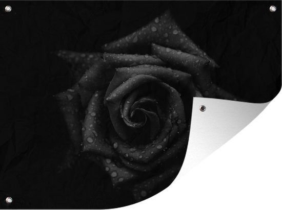 Tuinschilderij De vochtige rozenbladeren tegen een zwarte achtergrond - zwart wit - 80x60 cm - Tuinposter - Tuindoek - Buitenposter