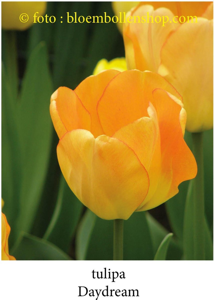 tulp Daydream 25 bollen maat 12/+ tulpen bloembollen
