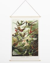 Wanddoek Kolibries - Ernst Haeckel - Vintage Textielposter - Wandkleed Dieren - Schoolplaat - 90x60 cm - Botanisch - Wanddecoratie Stof