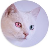 Forex Wandcirkel - Kat met Roze en Blauwe Ogen - 100x100cm Foto op Wandcirkel (met ophangsysteem)