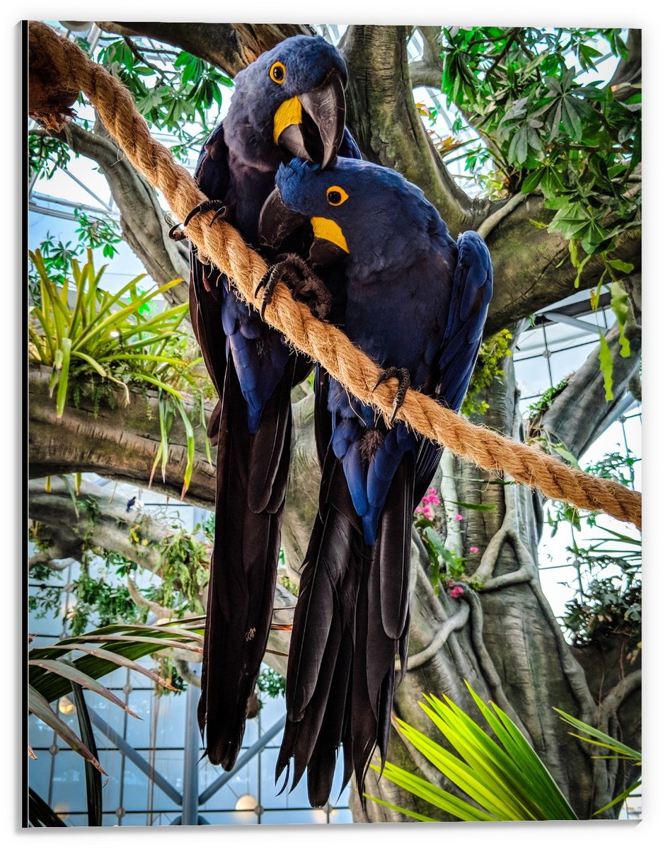 KuijsFotoprint Dibond - Twee Blauwe Papegaaien op Touw - 30x40cm Foto op Aluminium (Met Ophangsysteem)