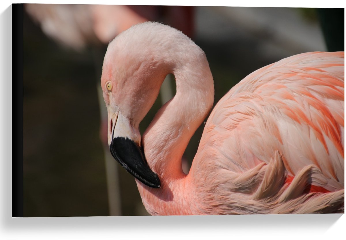 KuijsFotoprint Canvas - Flamingo met Gebogen Nek - 60x40cm Foto op Canvas Schilderij (Wanddecoratie op Canvas) Roze