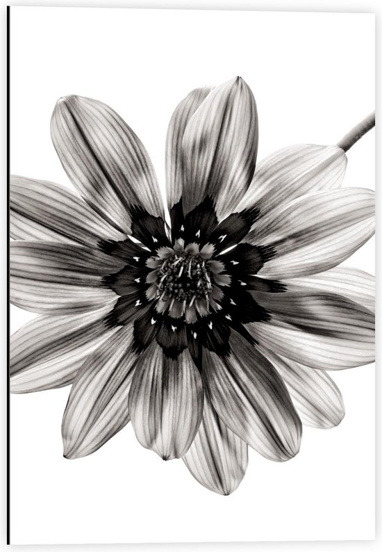 Dibond - Zwart/Witte Bloem op Witte Achtergrond - 40x60cm Foto op Aluminium (Wanddecoratie van metaal)