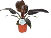 Kamerplant van Botanicly – Philodendron Imperial Red – Hoogte: 45 cm