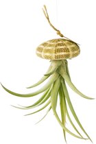 Airplant - Luchtplant -Tillandsia Capitata - Zeeëgel Naturel - Jellyfish - Hangend - Cadeau