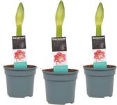 Amaryllis Sweet Pink 3 stuks  - Hoogte: ↑ 25 cm -