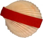 toverschelp met zeegras rood