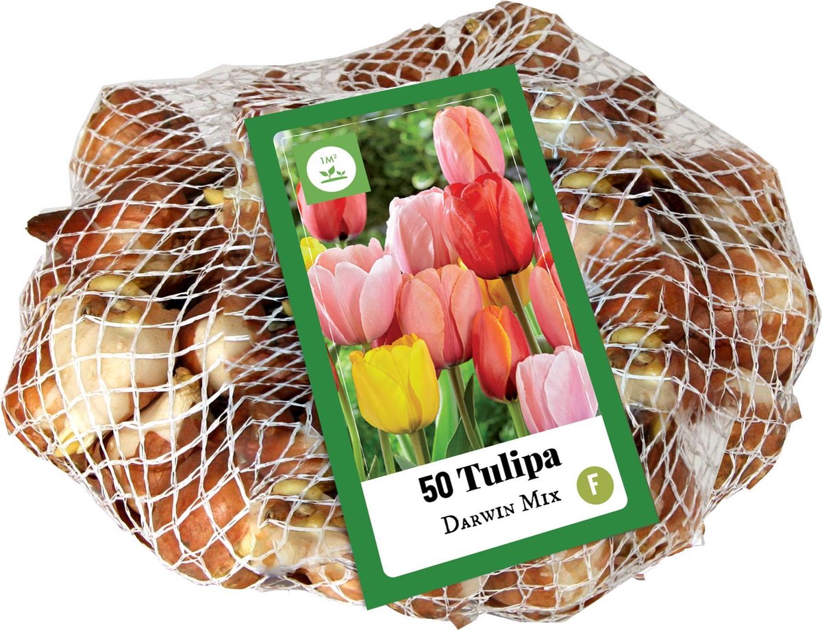 Jub Holland - bloembollen - Tulpen Darwin Hybride mix 11/12 - 50 stuks - enorme bloemen