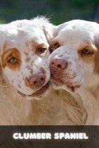 Clumber Spaniel