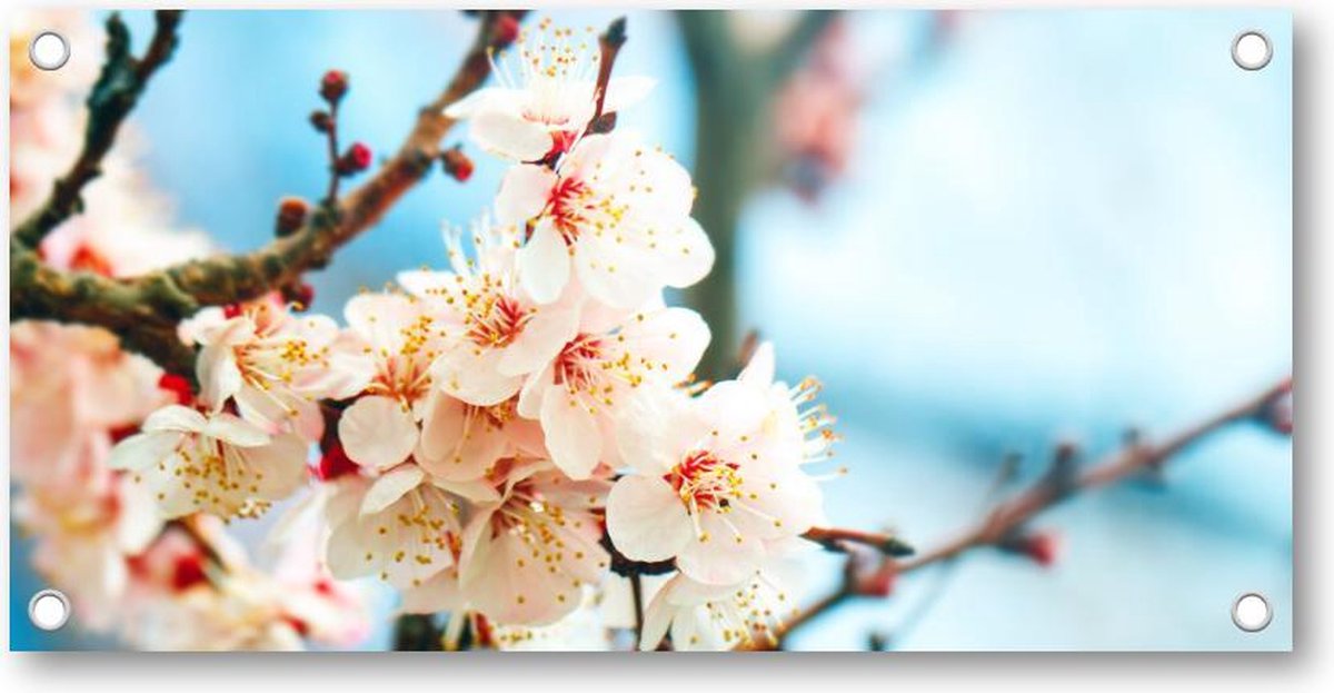 Abrikozenboom met prachtig gekleurde bloemen - Tuinposter 200x100 - Wanddecoratie - Natuur - Bloemen