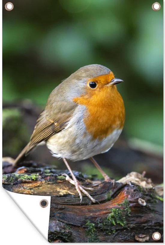 Tuinposter - Tuindoek - Tuinposters buiten - Roodborst - Vogel - Dieren - 80x120 cm - Tuin