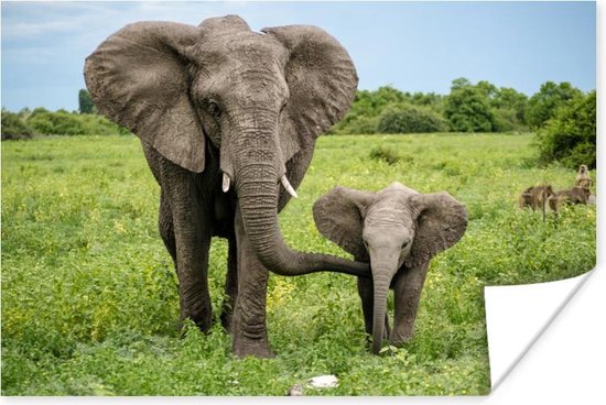 Poster Olifant - Natuur - Park - 60x40 cm