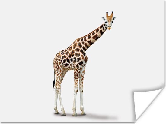 Poster Giraffe - Dieren - Wit - Jongens - Meisjes - Kids - 80x60 cm - Poster Kinderkamer