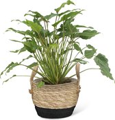 We Love Plants - Philodendron Xanadu + Mand Mirjam - 40 cm hoog - Middelgrote kamerplant