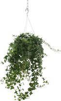 We Love Plants - Hedera Wonder Hang - 70 cm hoog  - Hangplant