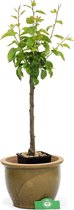 Pyrus Communis 'Trio peer' drie soorten aan één boom, perenboom, 3 liter pot