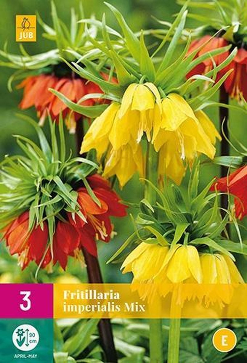 Jub Holland - bloembollen - Fritillaria imperialis Gemengd - maat 18/20 cm - 3 stuks