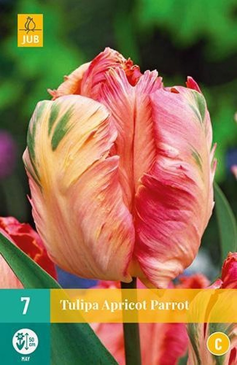 Jub Holland - Tulpen bloembollen - Tulipa Apricot Parrot - 7 bloembollen
