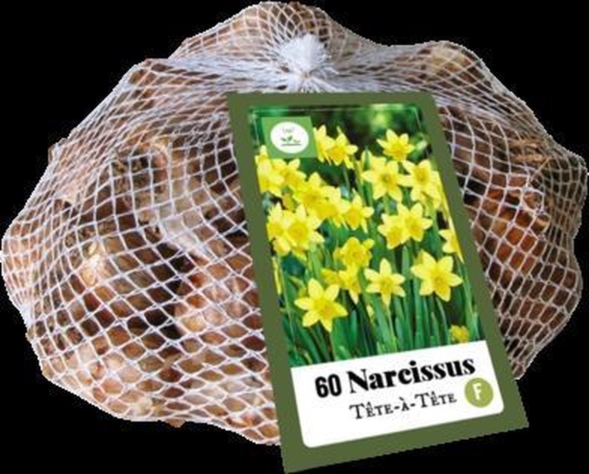 Jub Holland - bloembollen - Narcissen Téte-à-Téte - maat 10/11 - 50 stuks - populaire keuze
