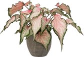 XL Caladium Pearl Blush met pot Emmy Brown ↕60cm - Kamerplant