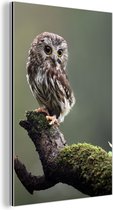 Gros plan de petit hibou Aluminium 20x30 cm - petit - Tirage photo sur aluminium (décoration murale métal)