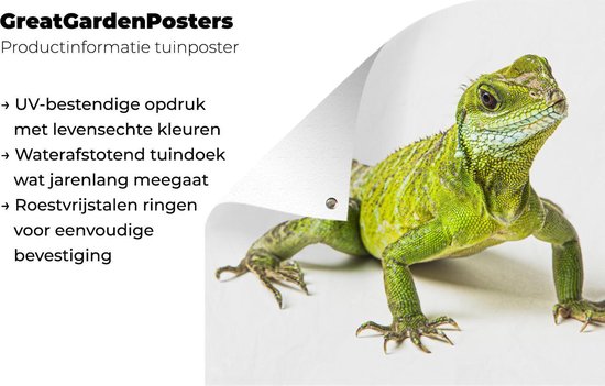 Poster de jardin Lézard - Reptile - Vert - 80x40 cm - Décoration murale Outdoor - Poster de jardin - Toile jardin - Poster clôture - Tableau jardin
