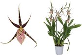 Mama's Planten - Brassia - Sherlob Tolkien - 3 Takken - Orchidee - Geeft Sfeer En Kleur - ↨ 60cm - ⌀ 12cm