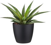 Mangave ‘Pineapple Express’ ® In ELHO Brussels Round (zwart) - Vers Van De Kweker - ↨ 15cm - ⌀ 18cm - [Mama's Planten]