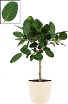 Mama's Planten - Ficus Benghalensis ‘Audrey’ In ELHO Brussels Round (soap) - Vers Van De Kweker - ↨ 90cm - ⌀ 22cm