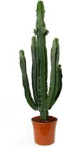 FloriaFor  - Euphorbia Erytrea - Vers Van De Kweker - ↨ 110cm - ⌀ 27cm